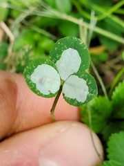 Porphyrosela minuta