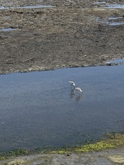 Recurvirostra americana