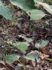 Heterodon platirhinos