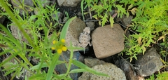 Phrynosoma hernandesi