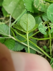 Porphyrosela minuta