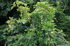 Chionanthus ramiflorus