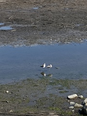 Recurvirostra americana