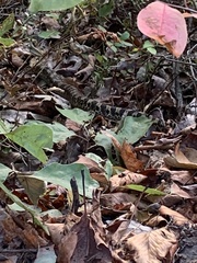 Heterodon platirhinos