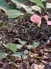 Heterodon platirhinos