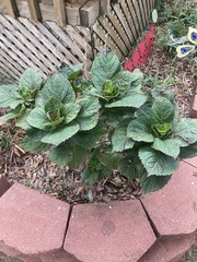 Hydrangea