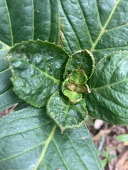 Hydrangea