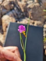 Olsynium scirpoideum