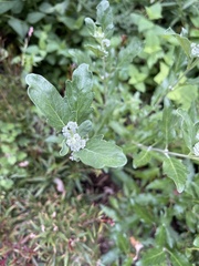 Chenopodium ficifolium