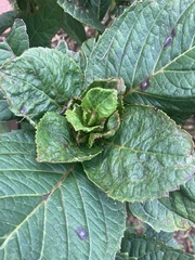 Hydrangea