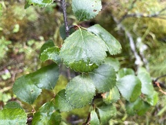 Betula pumila