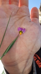 Olsynium scirpoideum