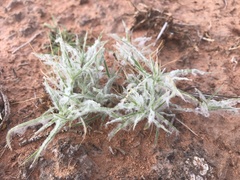 Munroa squarrosa