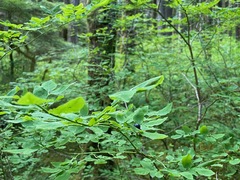 Vaccinium ovalifolium