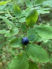 Vaccinium ovalifolium