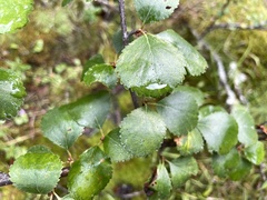 Betula pumila