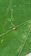 Zopheroteras sphaerula