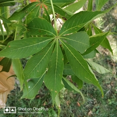 Aesculus glabra