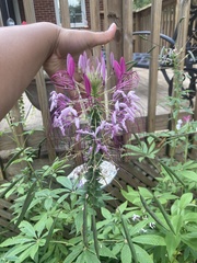 Cleome