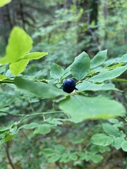 Vaccinium ovalifolium