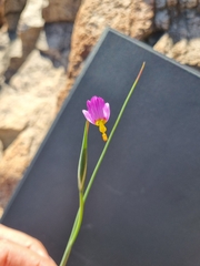 Olsynium scirpoideum