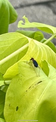 Phyllopalpus pulchellus