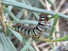 Euscirrhopterus gloveri