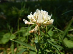 Trifolium repens