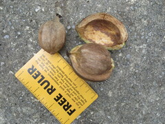 Carya tomentosa