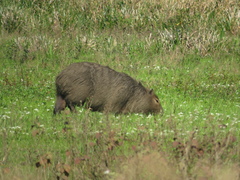 Hydrochoerus hydrochaeris
