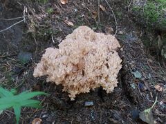 Ramaria botrytis