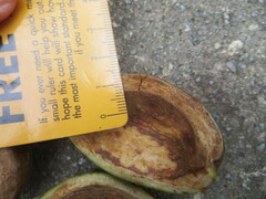 Carya tomentosa
