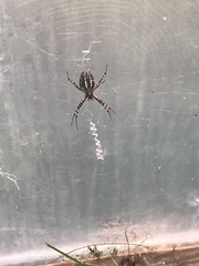Argiope trifasciata