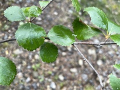 Betula pumila