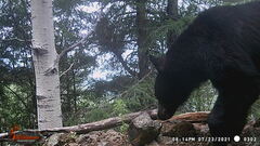 Ursus americanus machetes