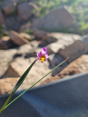 Olsynium scirpoideum