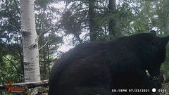 Ursus americanus machetes