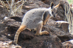 Petrogale xanthopus