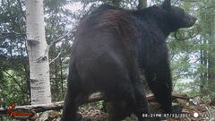 Ursus americanus machetes