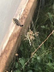 Argiope trifasciata