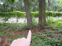Carya tomentosa