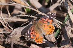 Vanessa braziliensis