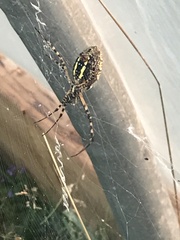 Argiope trifasciata