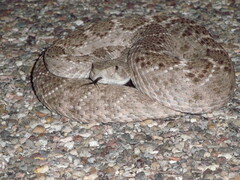 Crotalus atrox