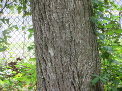 Carya tomentosa
