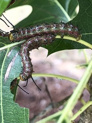 Anisota pellucida