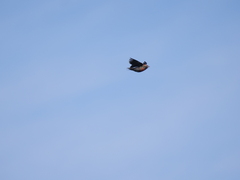 Leistes superciliaris