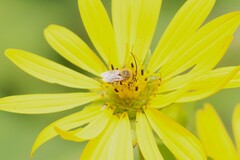Melissodes trinodis