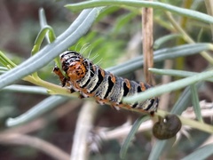 Euscirrhopterus gloveri