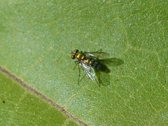 Condylostylus longicornis